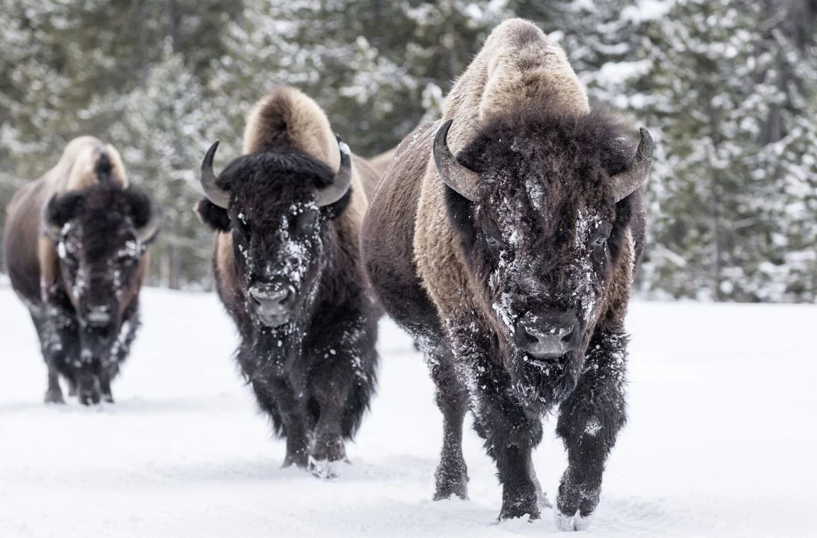 Le poids moyen du bison d'Amérique