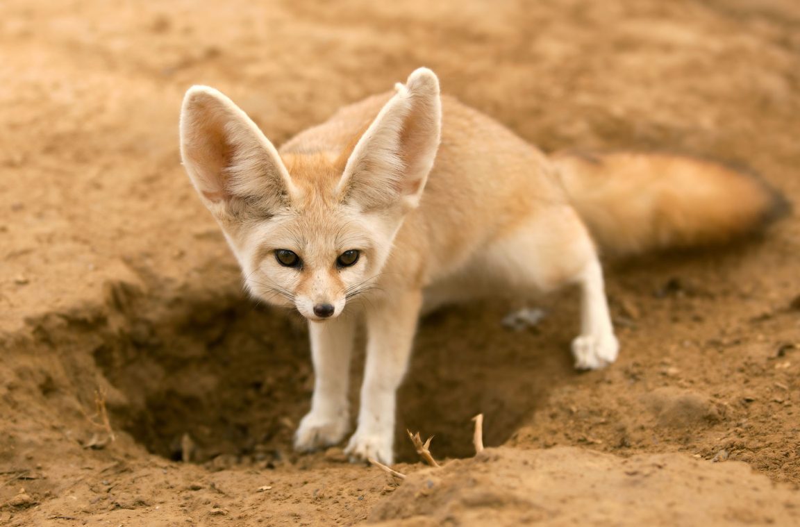 Fénec: der kleinste Fuchs der Welt