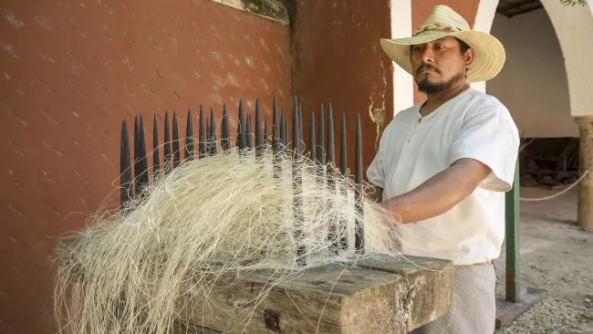 Trabajador mexicano procesando fibra de sisal
