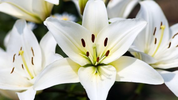 La azucena: la flor más común en los funerales ingleses