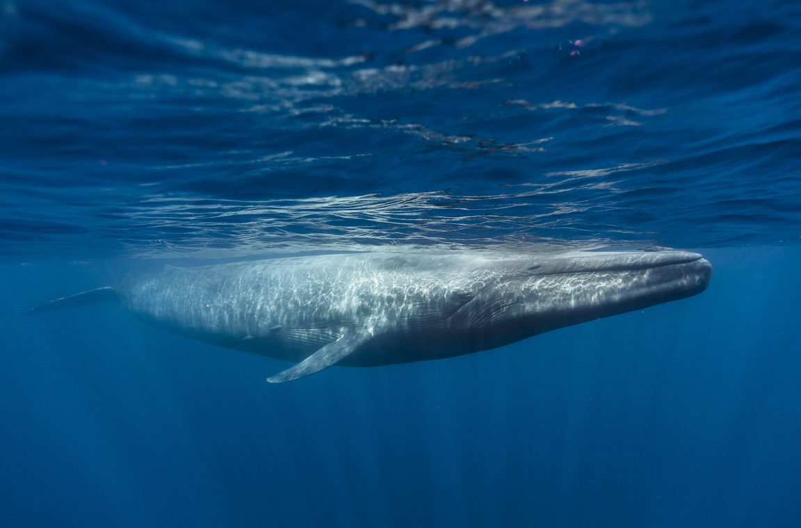 A balea azul: o animal máis grande do mundo