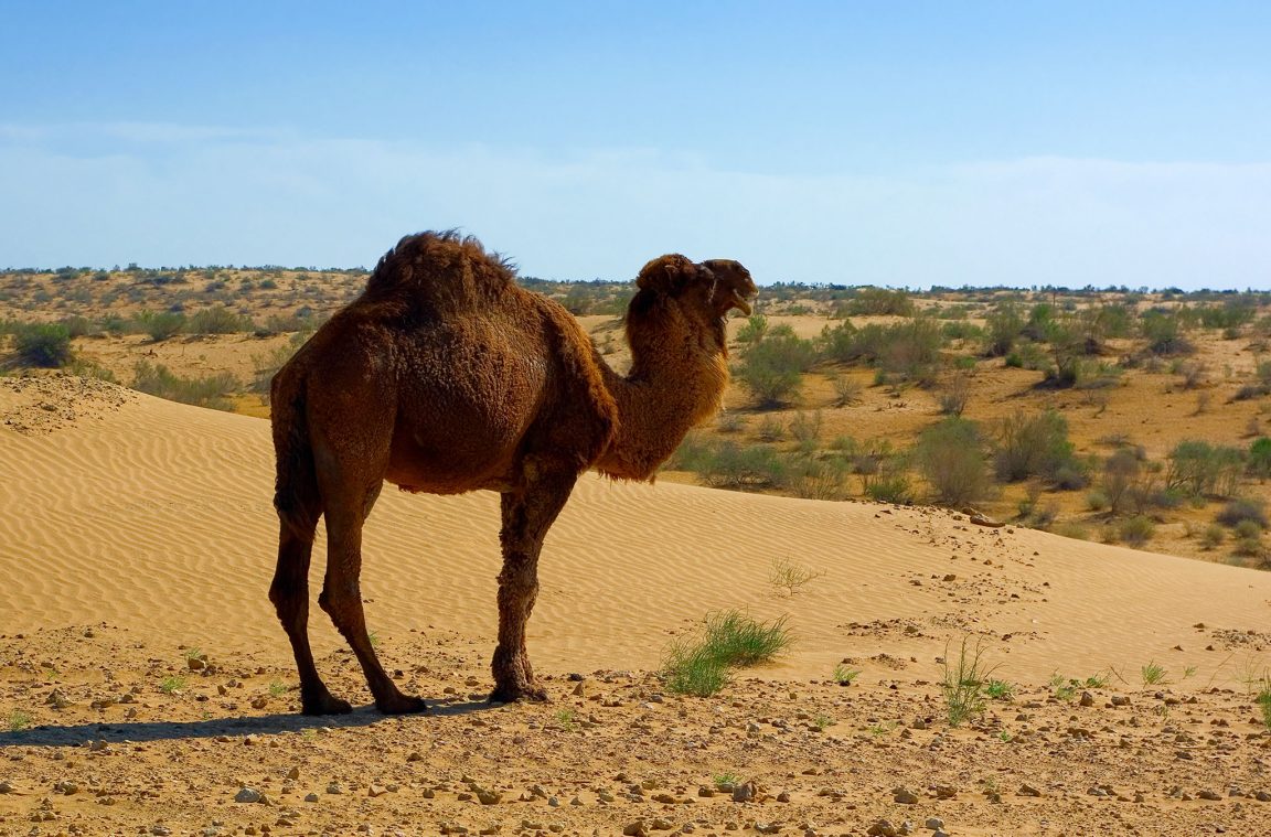 A fauna do deserto de Karakum