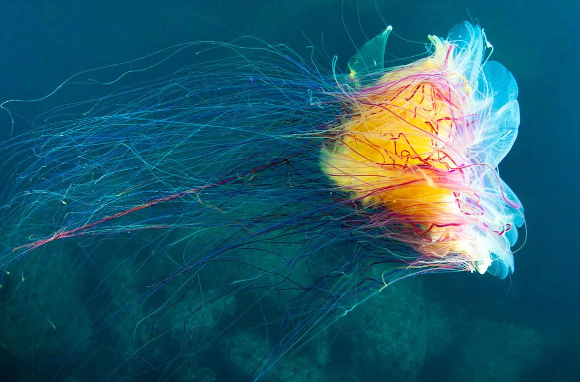 A medusa máis grande do océano