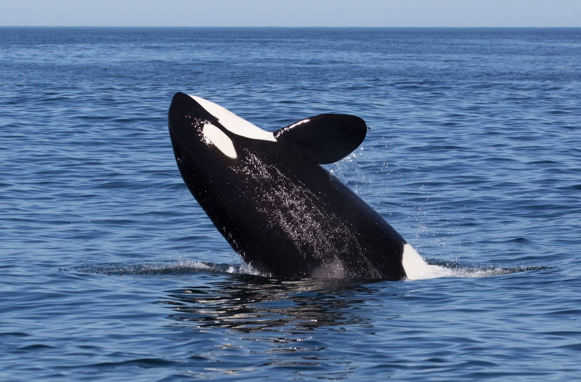 A orca: un xigante mariño