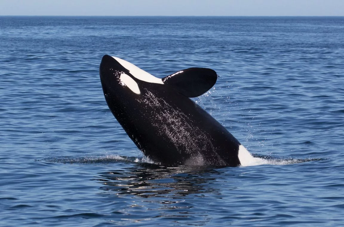 A orca: um gigante marinho