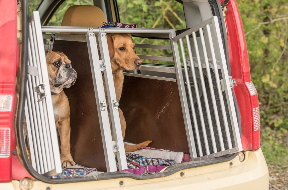 The dividing grid for pets to travel safely