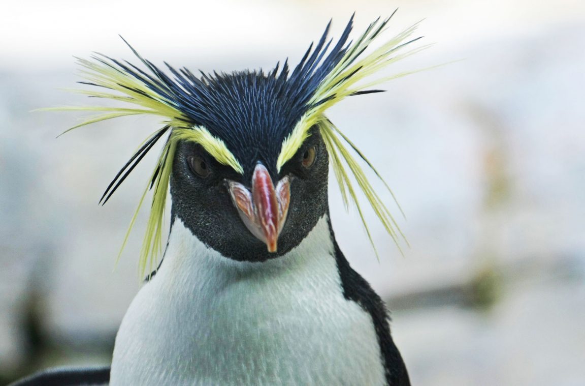 Iparraldeko rockhopper pinguinoaren ezaugarriak