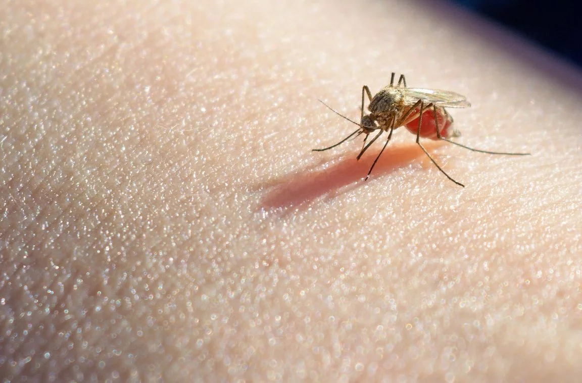 Enfermidades transmitidas por mosquitos en Panamá