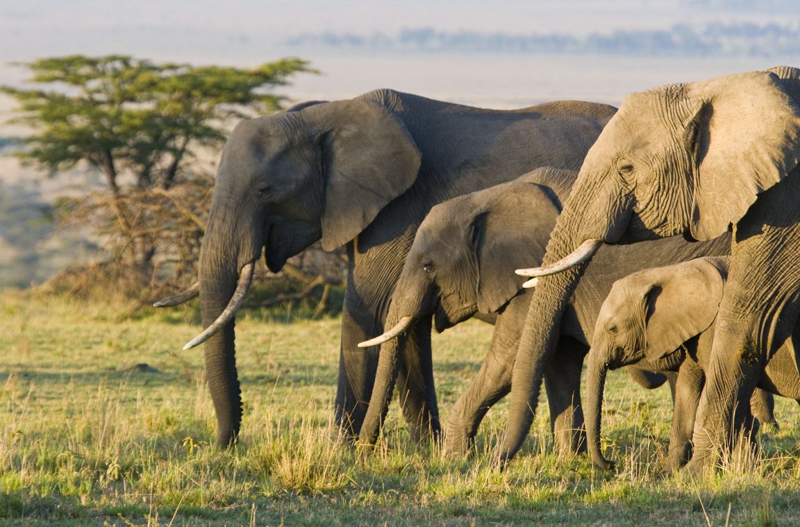 As orellas do elefante africano