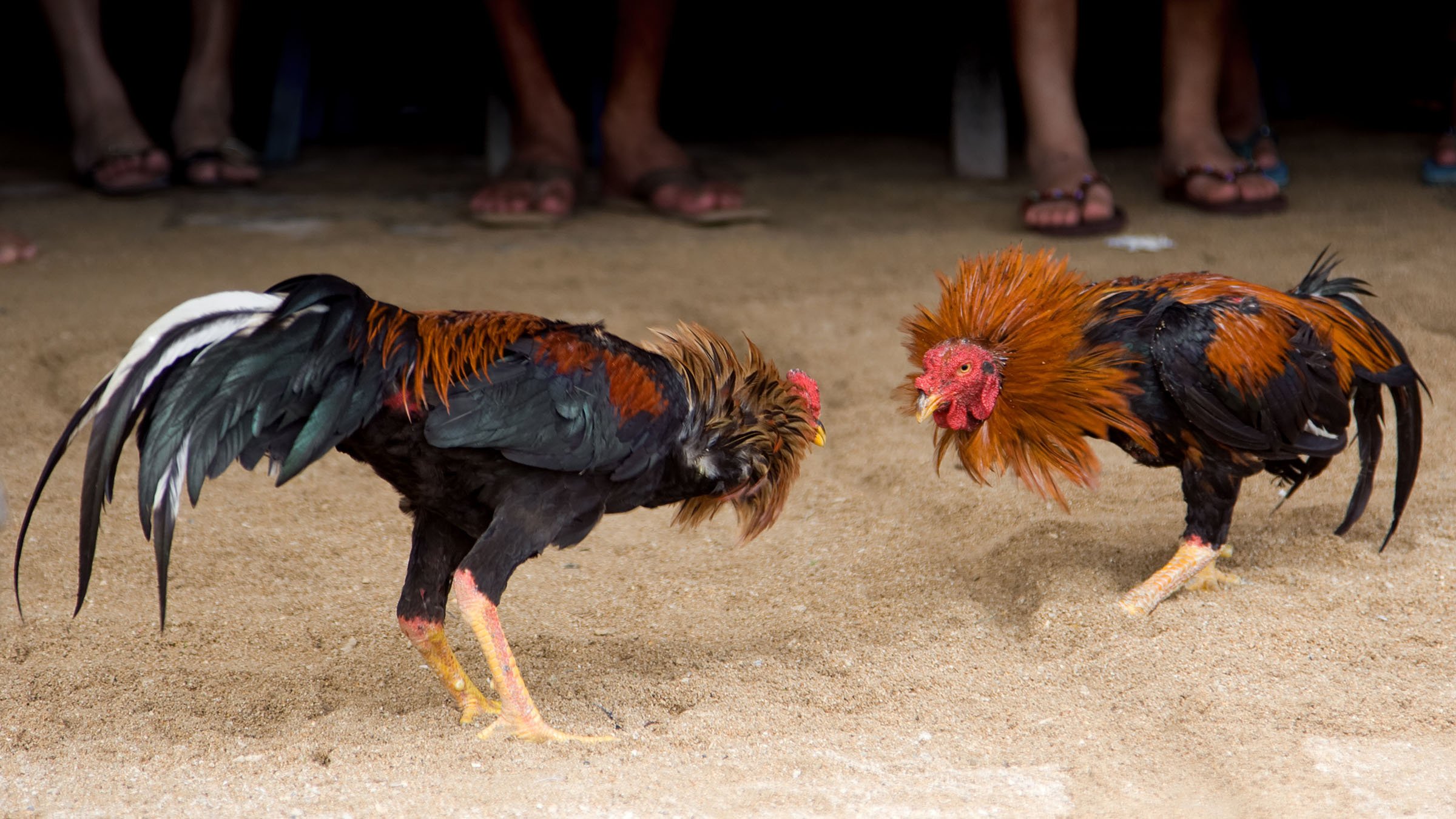 Why Cockfighting Persists