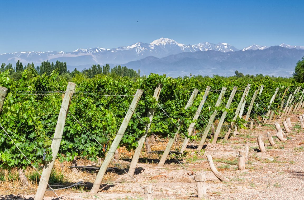 Mendoza e la sua tradizione vinicola