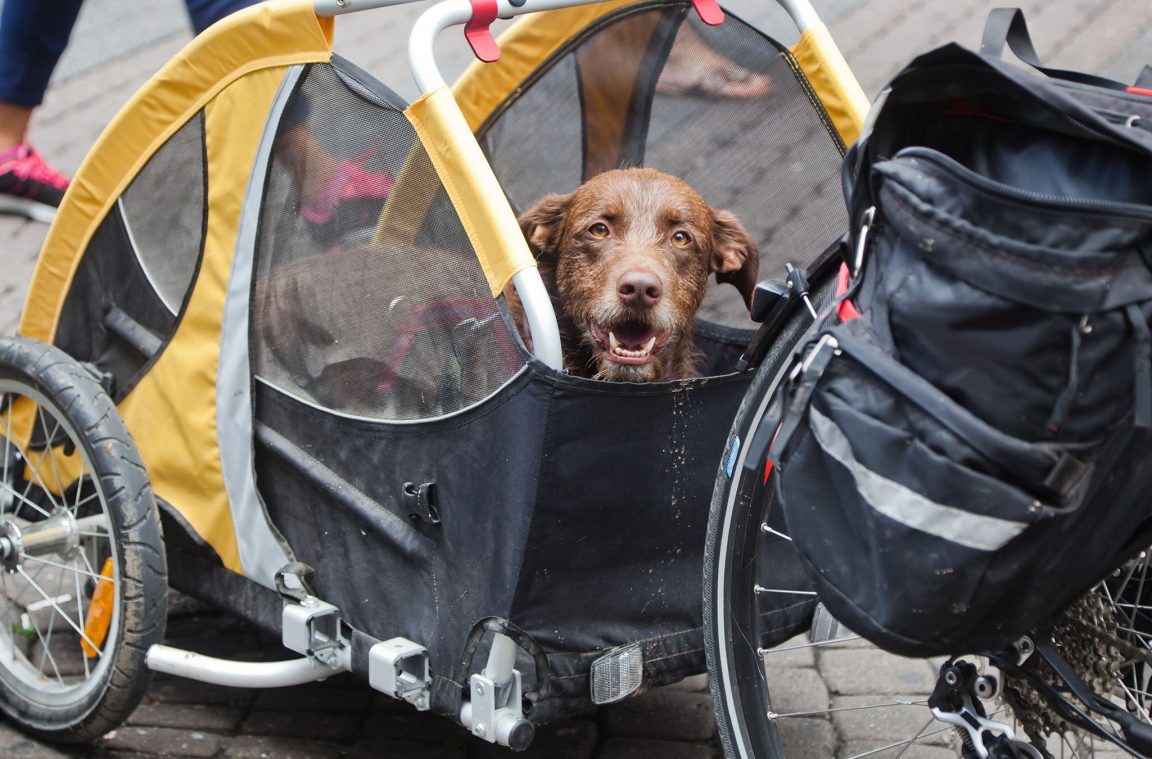 Moving by bicycle with your dog