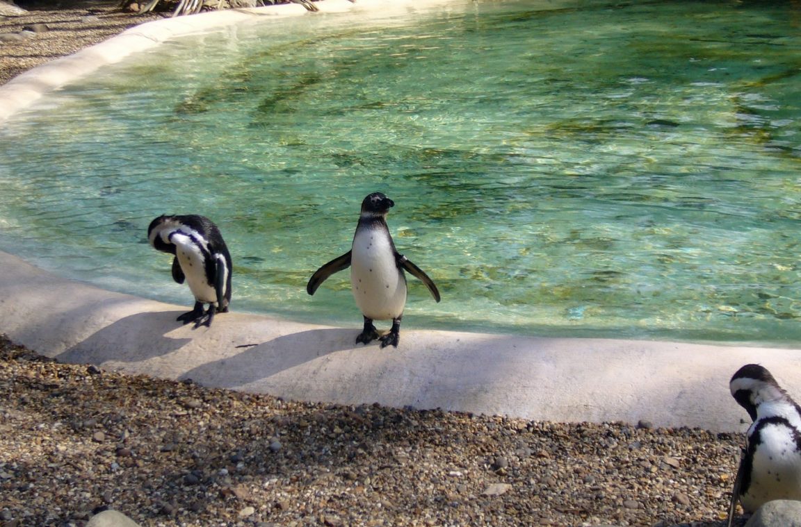 Pinguins no ZSL London Zoo