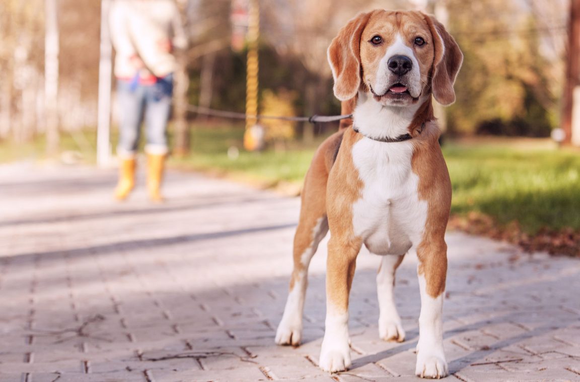 Gehen Sie mit Ihrem Hund zur Madrider Seilbahn