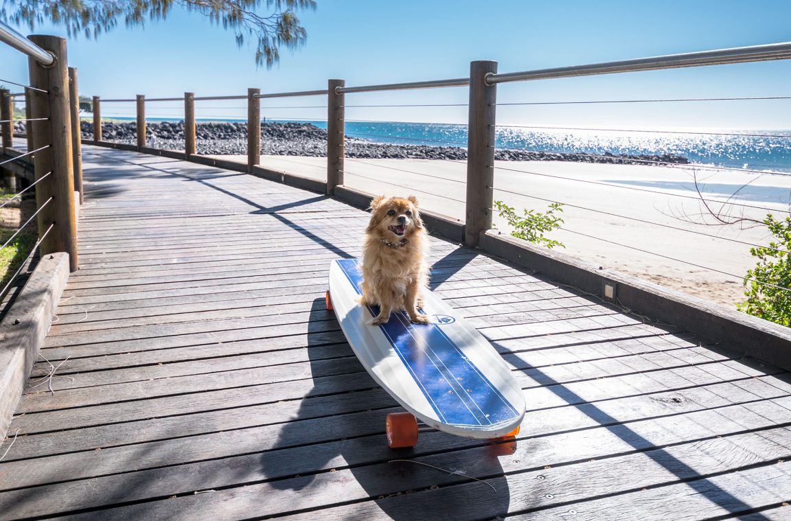 Traveling to Australia with your pet