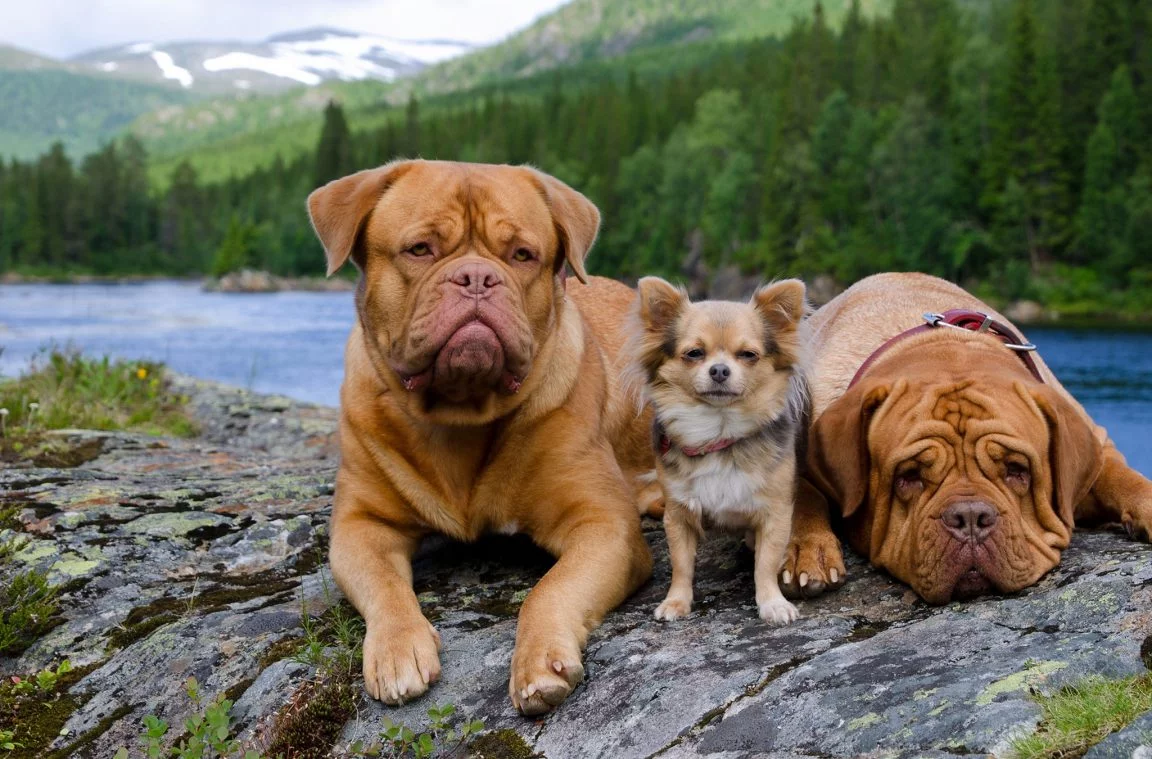Viatjar amb gos a Noruega