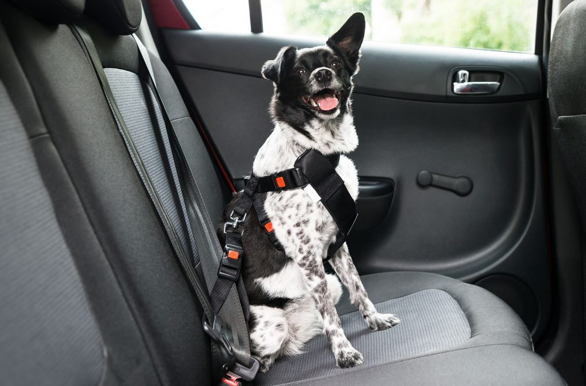 Mètodes per transportar a la teva mascota en cotxe