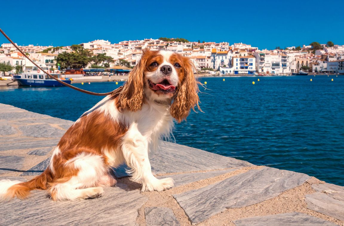 Mit einem Hund durch Europa reisen